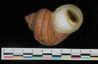 藏品(貓眼蠑螺)的圖片